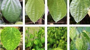 phong tru benh kham la va xoan la tren cay ho tieu 1