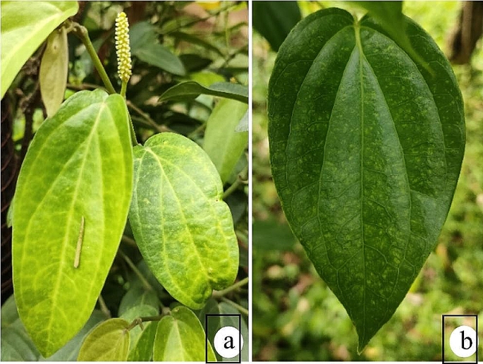 phong tru benh kham la va xoan la tren cay ho tieu 