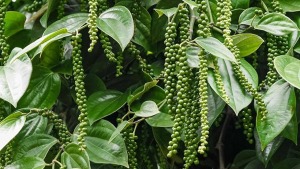 phong tru benh nam hong tren cay ho tieu 0