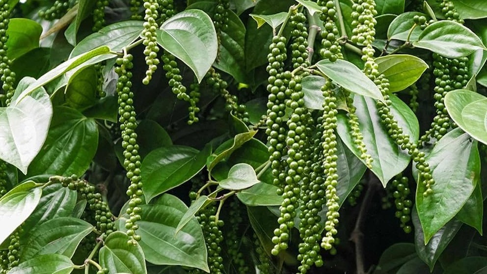 Hướng dẫn phòng trừ bệnh nấm hồng trên cây hồ tiêu 1 phong tru benh nam hong tren cay ho tieu