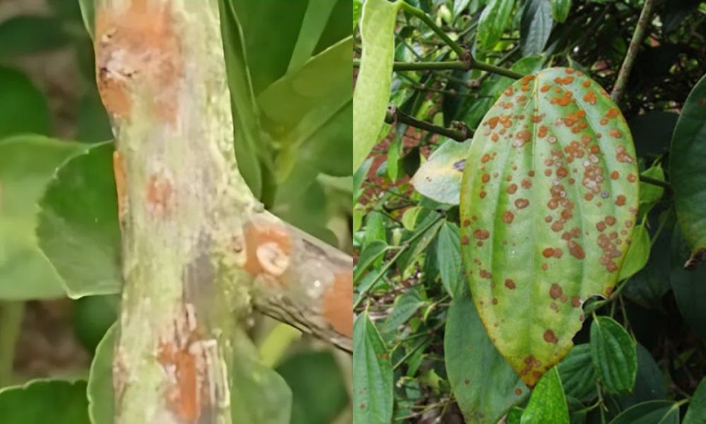 Hướng dẫn phòng trừ bệnh nấm hồng trên cây hồ tiêu 2 phong tru benh nam hong tren cay ho tieu