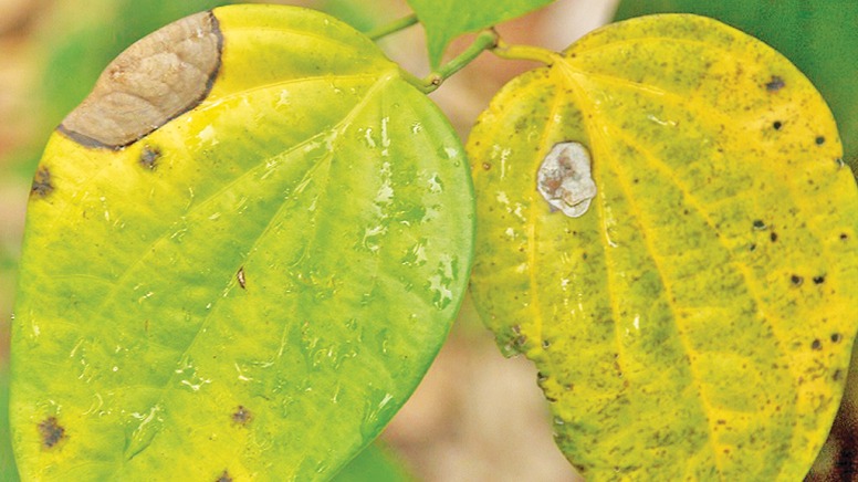 phong tru benh vang la tren cay ho tieu 1