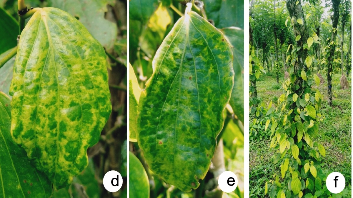 phong tru benh vang la tren cay ho tieu