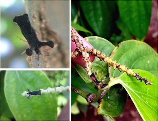 phong tru bo xit hai cay ho tieu 1