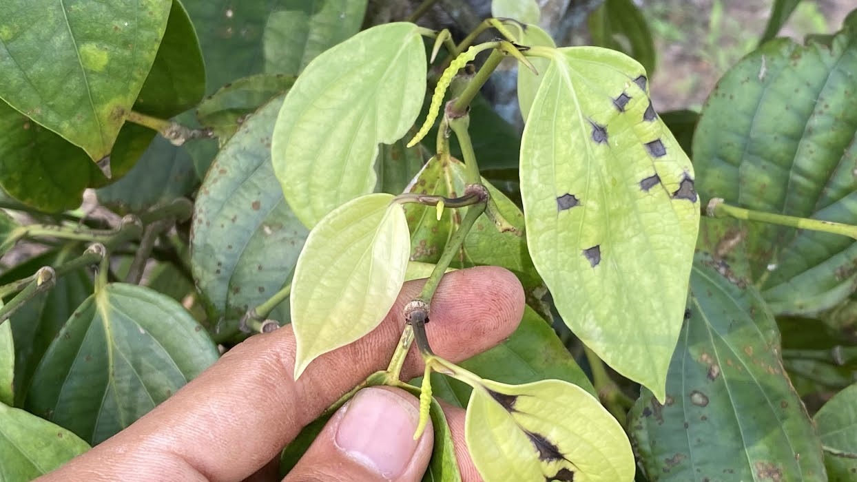 phong tru bo xit hai cay ho tieu 0