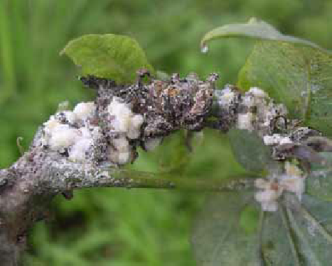 phong tru rep sap hai cay ho tieu 1