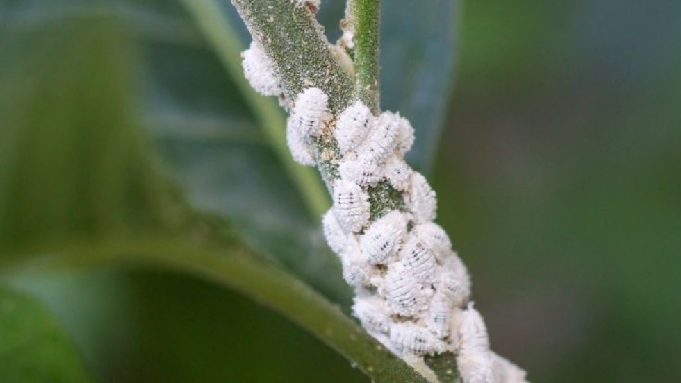 phong tru rep sap hai cay ho tieu