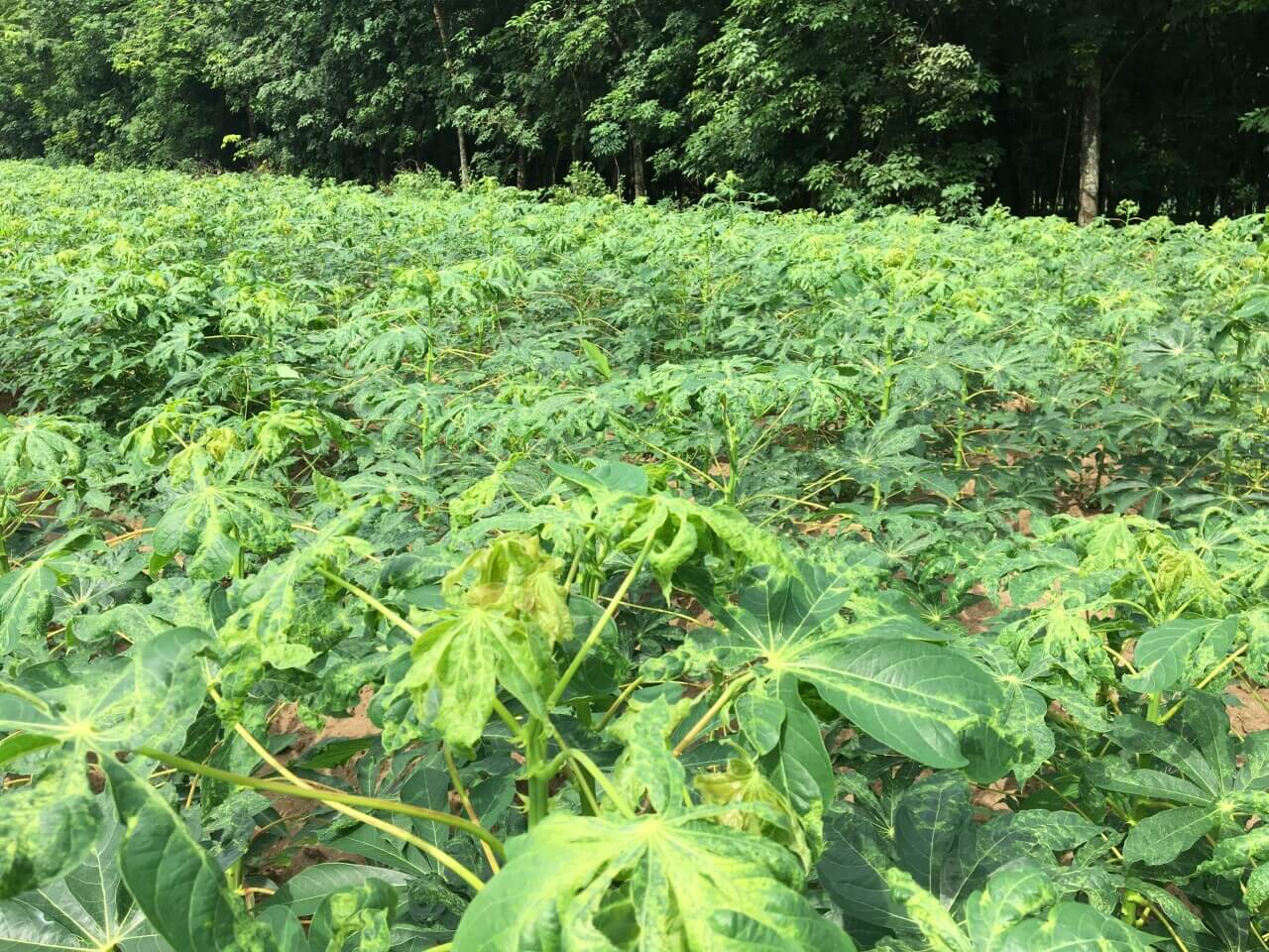 sau benh hai tren cay san thuong gap 1