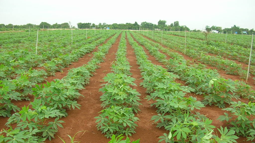 sau benh hai tren cay san thuong gap