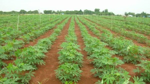 sau benh hai tren cay san thuong gap