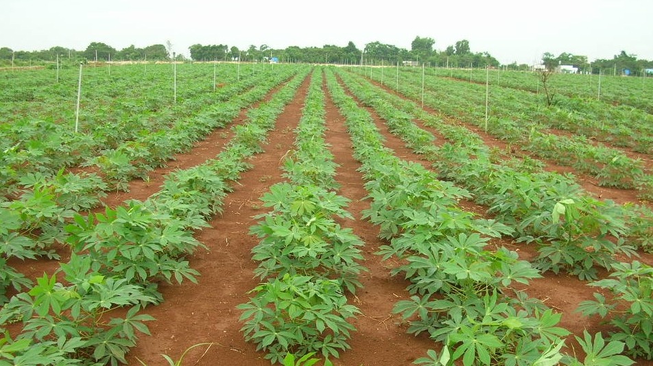 sau benh hai tren cay san thuong gap