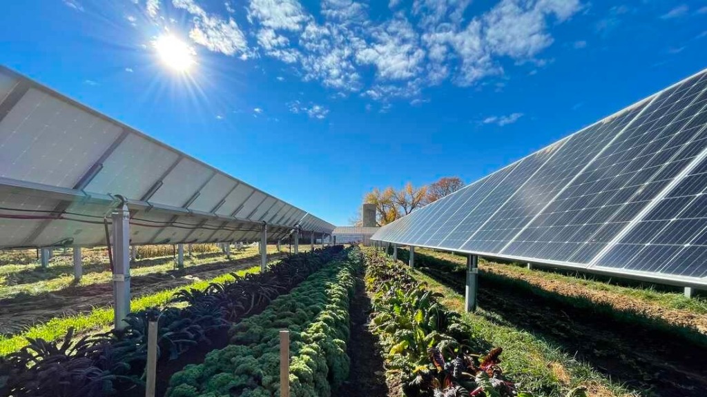 tận dụng bóng râm điện mặt trời cho cây trồng và vật nuôi