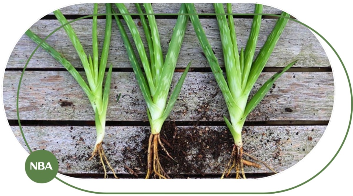 Cách tách nhánh Nha đam định kỳ