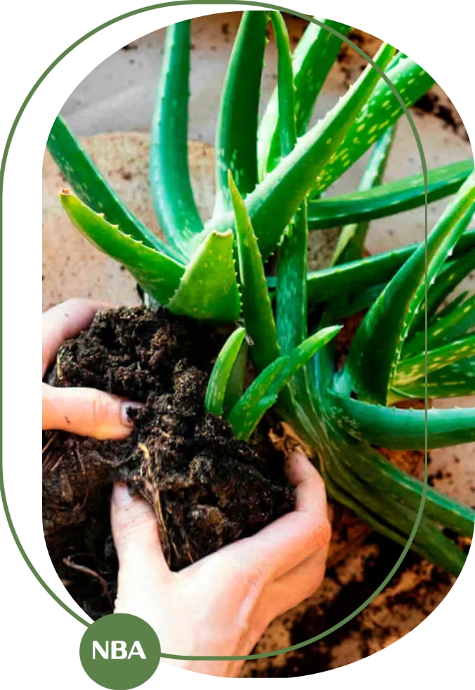 Cách trồng nha đam đúng kỹ thuật