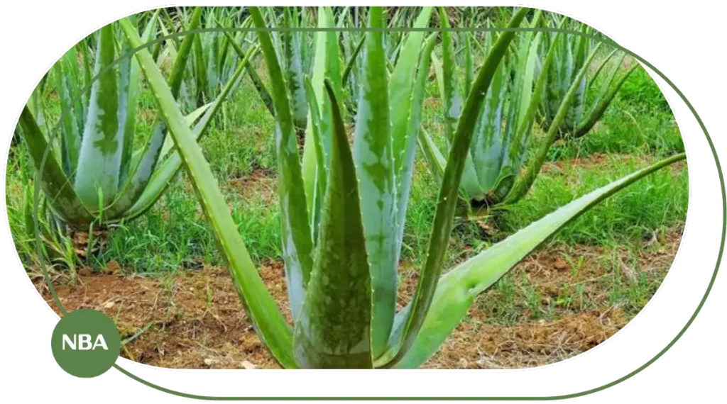 Cẩm nang về cây nha đam (lô hội)