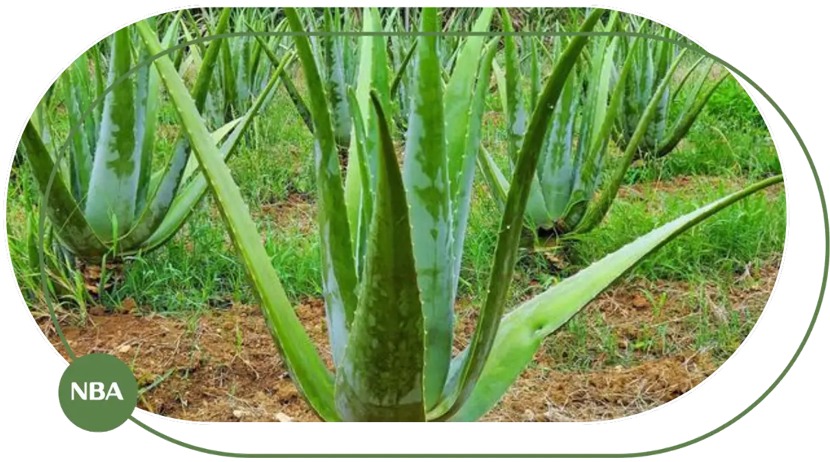 Cẩm nang về cây nha đam (lô hội) Cẩm nang về cây nha đam (lô hội)