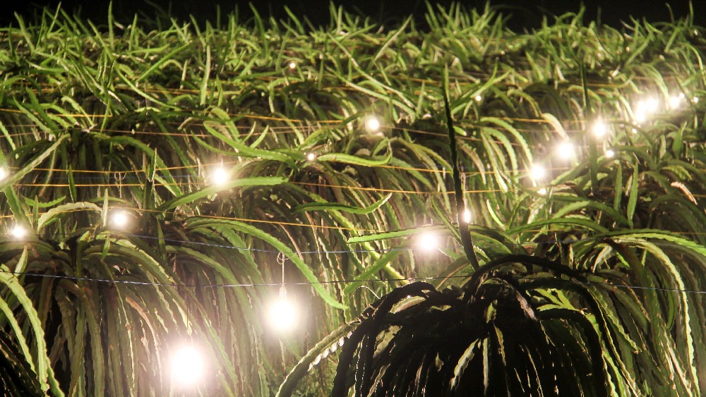 Điện mặt trời hỗ trợ tưới tiêu và chiếu sáng vườn thanh long 11 Điện mặt trời hỗ trợ tưới tiêu và chiếu sáng vườn thanh long