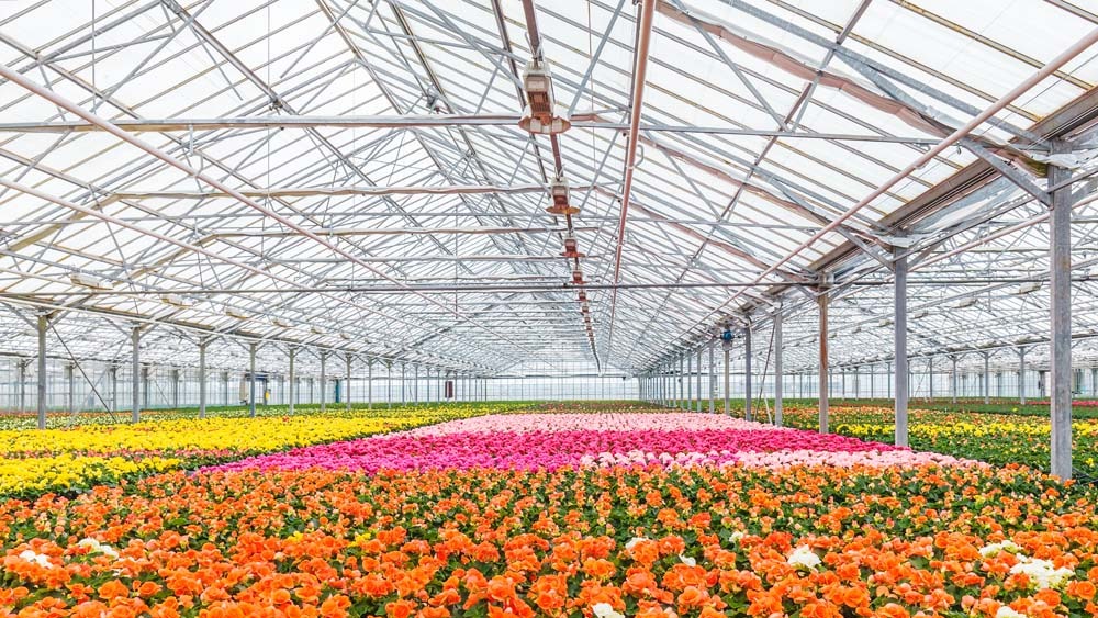 Giải pháp năng lượng mặt trời cho mô hình trồng hoa trong nhà màng