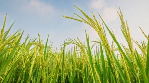 Kỹ thuật chọn giống lúa năng suất cao