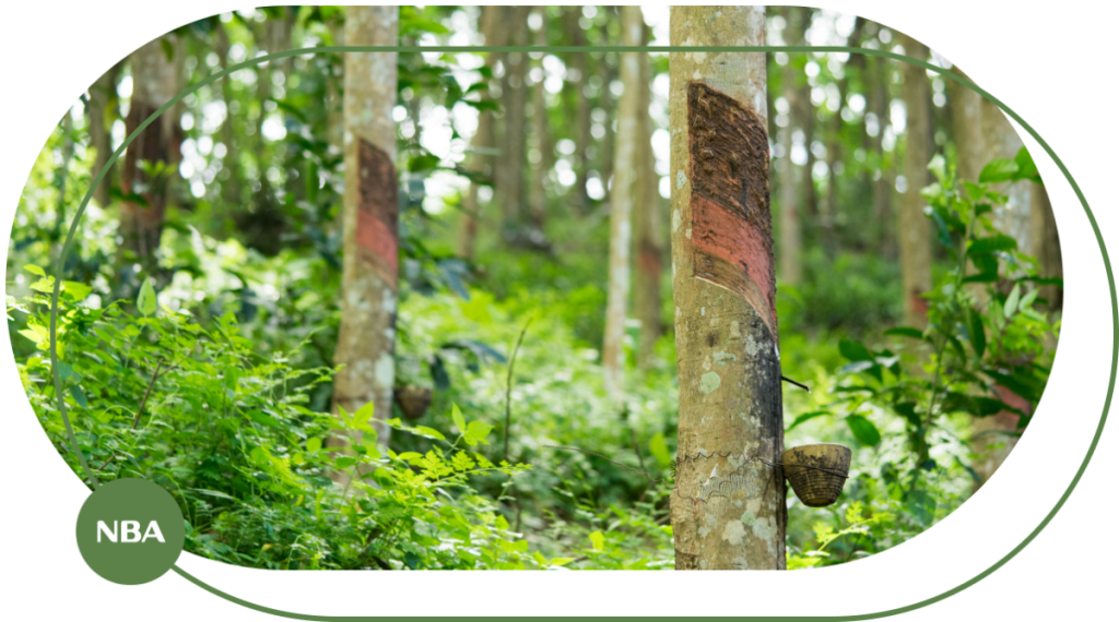 Ky thuat tuoi cay cao su tu dong