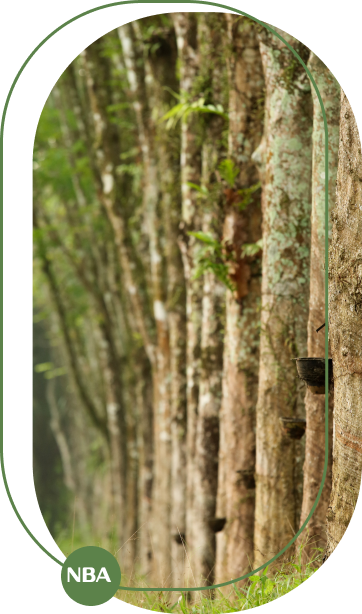 Kỹ thuật tưới cây cao su tự động