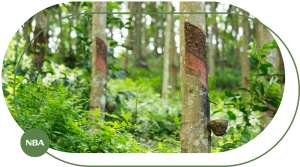 Ky thuat tuoi cay cao su tu dong