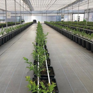 Ống tưới nhỏ giọt cặp đôi Azud twin