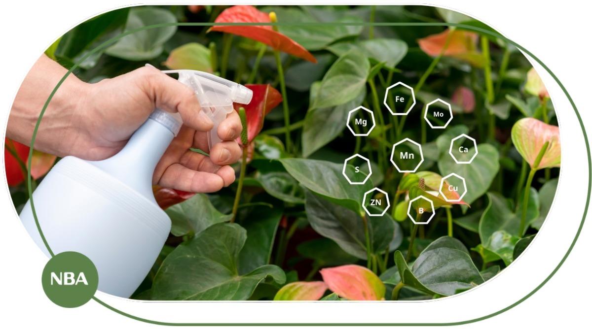 Phân bón lá trung vi lượng Vai trò, cách dùng và dấu hiệu cây thiếu dưỡng chất Phân bón lá trung vi lượng Vai trò, cách dùng và dấu hiệu cây thiếu dưỡng chất