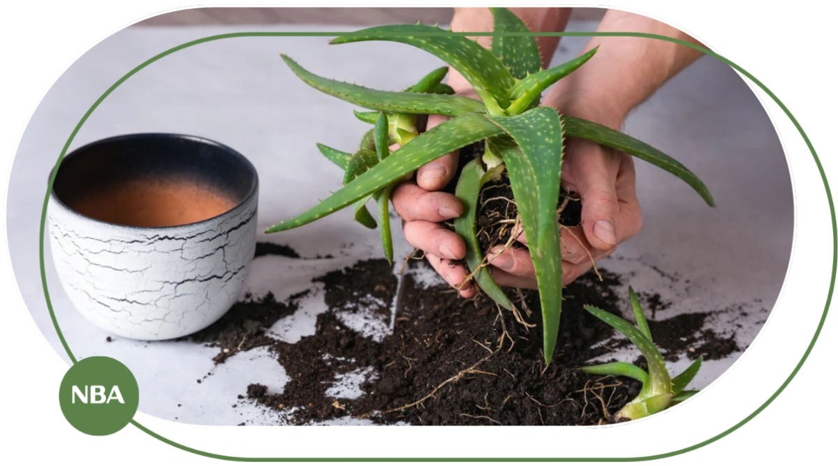 Trồng nha đam làm cây cảnh