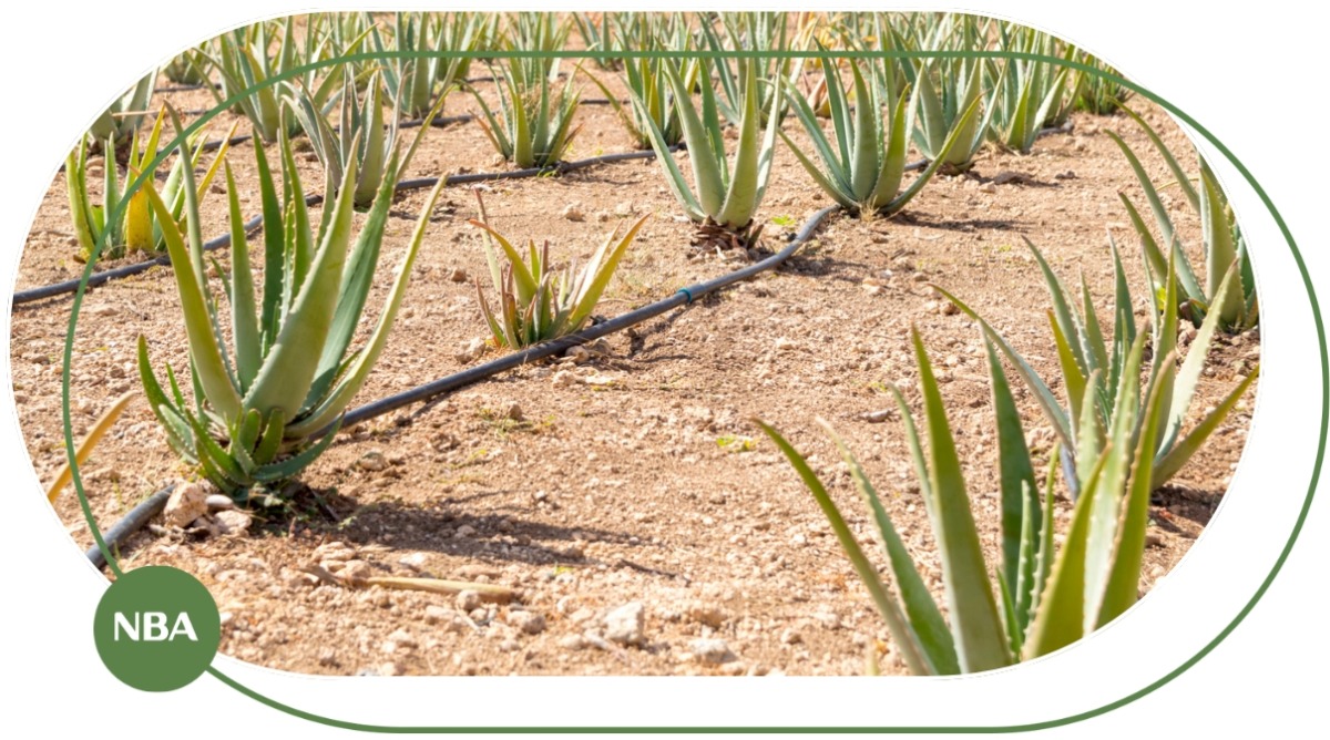 Trồng nha đam mô hình vườn - rau - cảnh