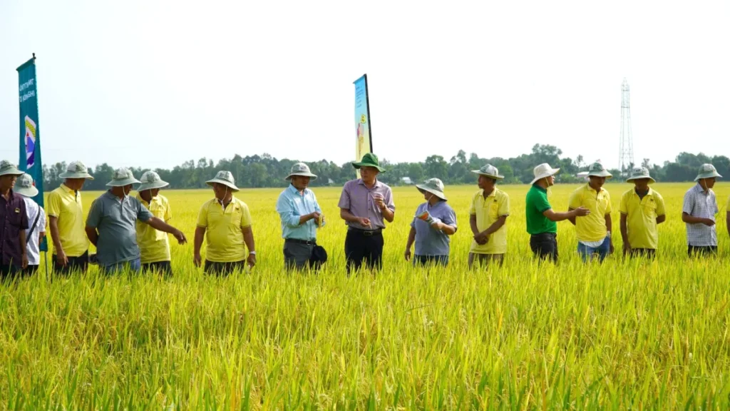 Ứng dụng bơm mặt trời trong trồng lúa tại đồng bằng sông Cửu Long