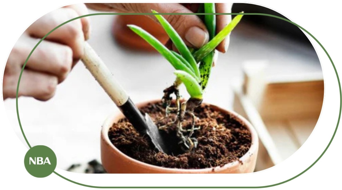 không trồng quá sâu cây nha đam