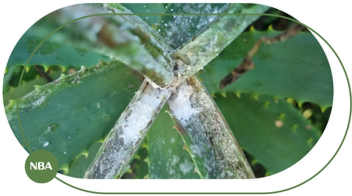 kiểm tra sâu bệnh tren cây nha đam