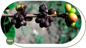 Các Loại Bệnh Trên Cây Cà Phê Thường Gặp Và Cách Phòng Trừ Hiệu Quả