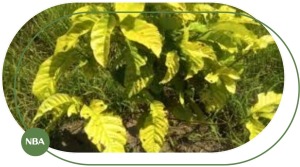 Bệnh Thối Rễ, Vàng Lá Trên Cây Cà Phê