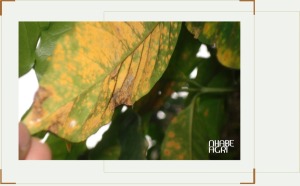 Bệnh Rỉ Sắt Trên Cây Cà Phê