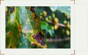 Bệnh Thán Thư Trên Cây Cà Phê