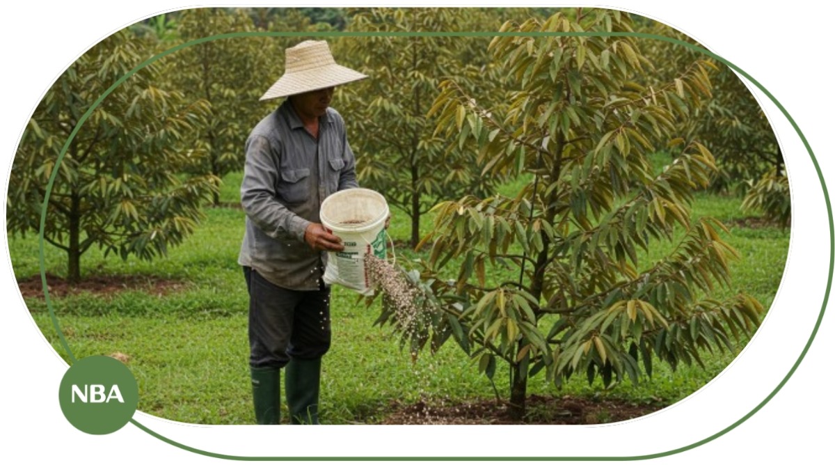 Bón phân cây sầu riêng