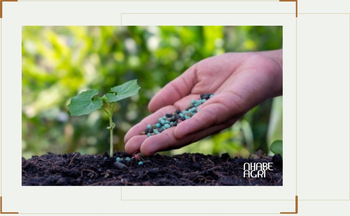 Thời Điểm Bón Lân Cho Sầu Riêng Đúng Kỹ Thuật Giúp Ra Hoa Mạnh, Đậu Trái Cao, Tăng Năng Suất 1 Bón phân lân cho sầu riêng