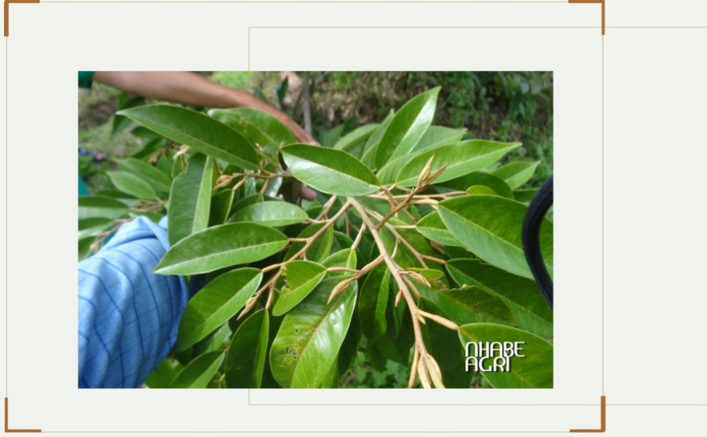 Chặn đọt sầu riêng: Kỹ thuật cốt lõi giúp giữ trái non và ổn định năng suất lâu dài 8 Chặn đọt sầu riêng