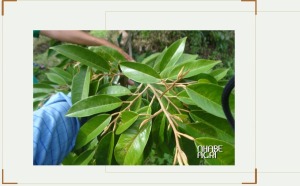 Chặn đọt sầu riêng