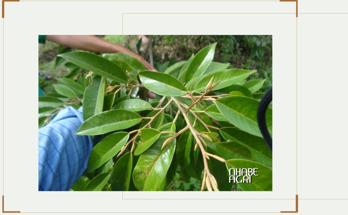 Chặn đọt sầu riêng: Kỹ thuật cốt lõi giúp giữ trái non và ổn định năng suất lâu dài 1 Chặn đọt sầu riêng