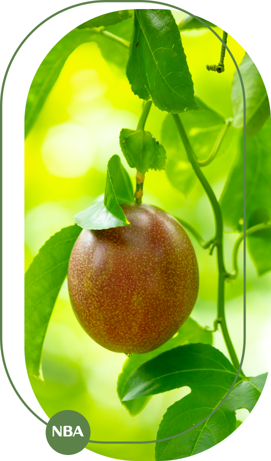 Giai phap tuoi chanh leo vertical