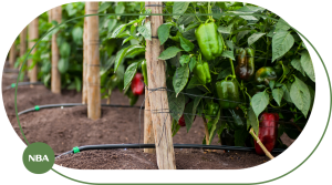 Giai phap tuoi ot tu dong