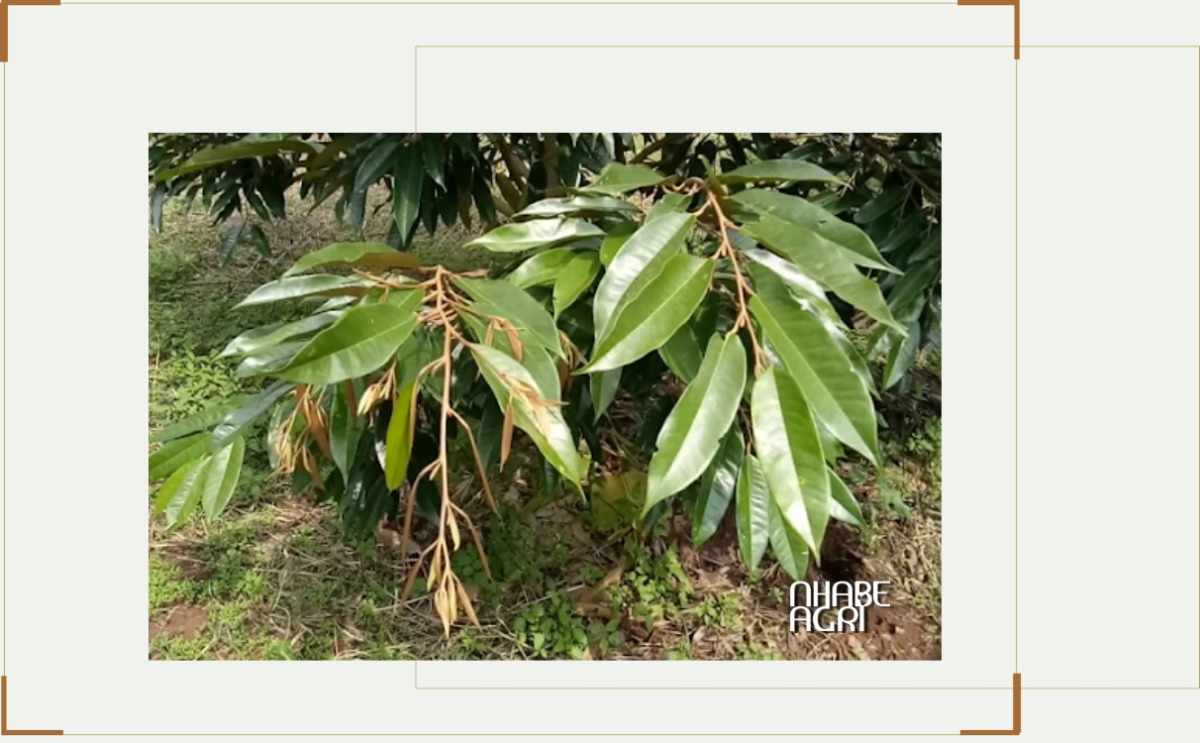 Lá cây sầu riêng Lá cây sầu riêng