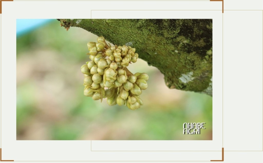 Cách Tạo Mầm Hoa Sầu Riêng Hiệu Quả, Ra Hoa Đồng Loạt, Tăng Năng Suất