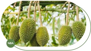 Chăm sóc sầu riêng giai đoạn nuôi trái đúng kỹ thuật để đạt năng suất cao