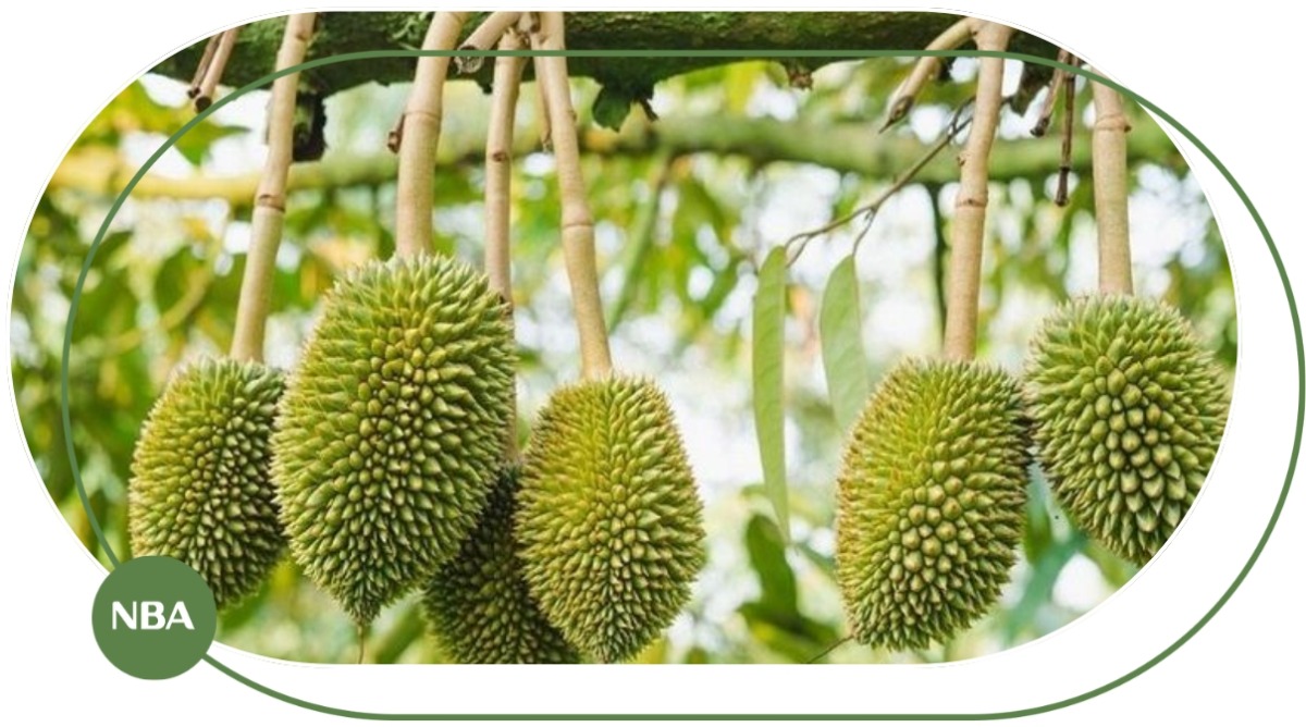 Chăm sóc sầu riêng giai đoạn nuôi trái đúng kỹ thuật để đạt năng suất cao 1 Chăm sóc sầu riêng giai đoạn nuôi trái đúng kỹ thuật để đạt năng suất cao