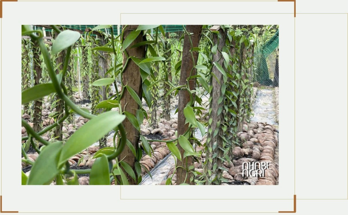 Cẩm Nang Trồng Cây Vani: Kỹ Thuật Trồng, Chăm Sóc, Phòng Bệnh Và Tiềm Năng Xuất Khẩu