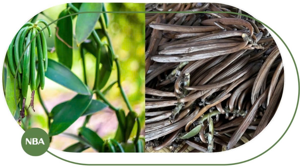 Cẩm Nang Trồng Cây Vani: Kỹ Thuật Trồng, Chăm Sóc, Phòng Bệnh Và Tiềm Năng Xuất Khẩu